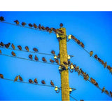 paint by numbers | Birds on Pole | animals birds intermediate | FiguredArt