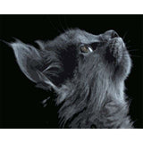 paint by numbers | Black Cat Looking up | advanced animals cats | FiguredArt