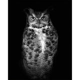 paint by numbers | Black Owl | advanced animals owls | FiguredArt