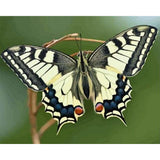 paint by numbers | Butterfly Wings | animals butterflies intermediate | FiguredArt
