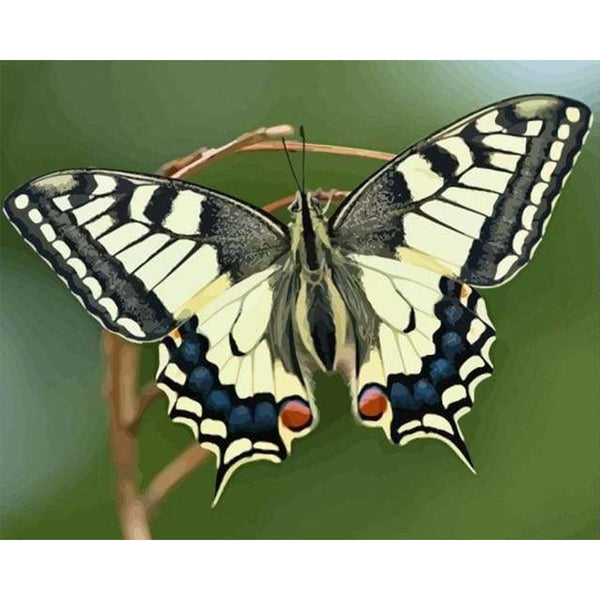 paint by numbers | Butterfly Wings | animals butterflies intermediate | FiguredArt