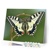 paint by numbers | Butterfly Wings | animals butterflies intermediate | FiguredArt