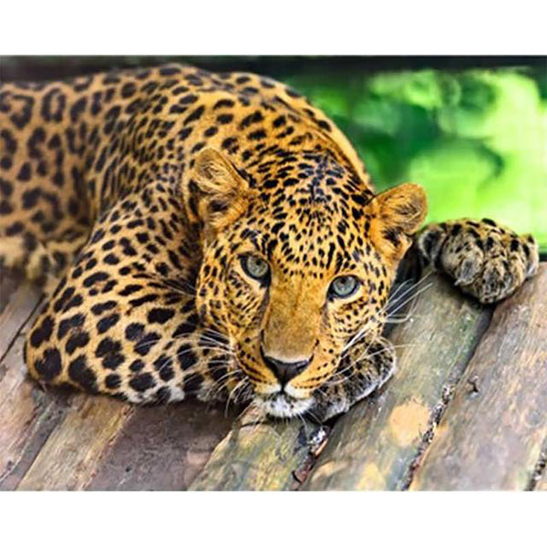 Paint by numbers | Beautiful cheetah | animals advanced panthers | Figured'Art