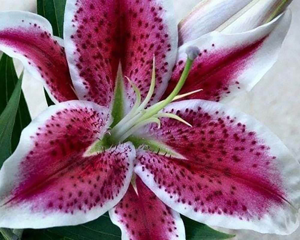 tiger lily dp Diamond Painting
