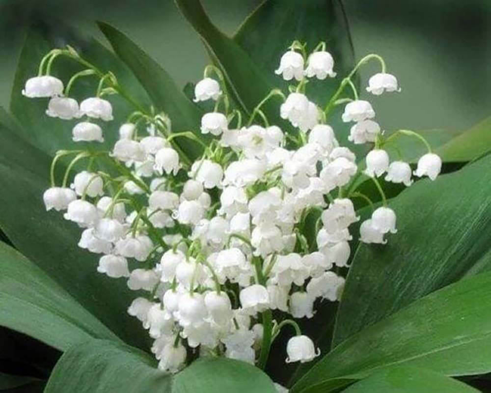 lily of the valley white paint Diamond Painting