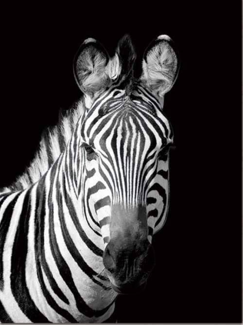 Paint by numbers - Zebra White And Black Face – Figured'Art