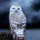 Diamond Painting Framed - White Owl