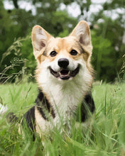 Load image into Gallery viewer, paint by numbers | We love Dogs | animals dogs intermediate new arrivals | FiguredArt