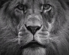 Load image into Gallery viewer, paint by numbers | The Big Lion | advanced animals lions new arrivals | FiguredArt
