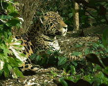 Load image into Gallery viewer, paint by numbers | Leopard 2 | advanced animals leopards new arrivals | FiguredArt