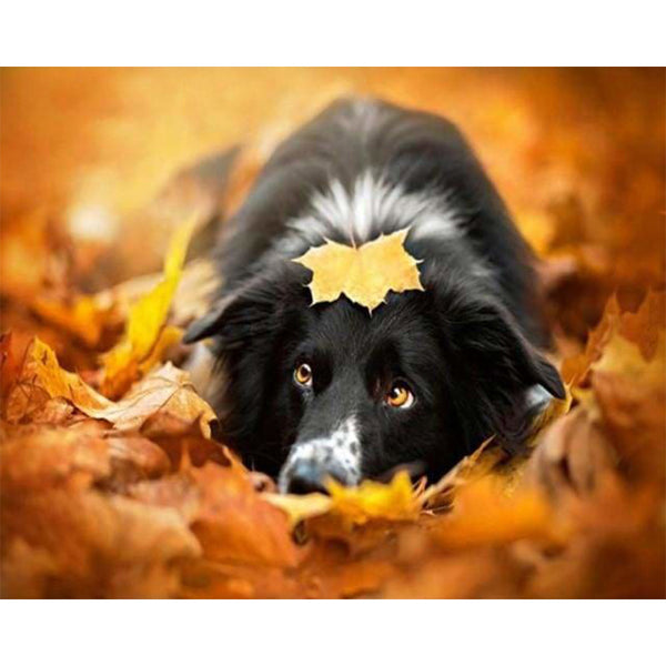 paint by numbers | Black Dog relaxing | animals dogs intermediate | FiguredArt