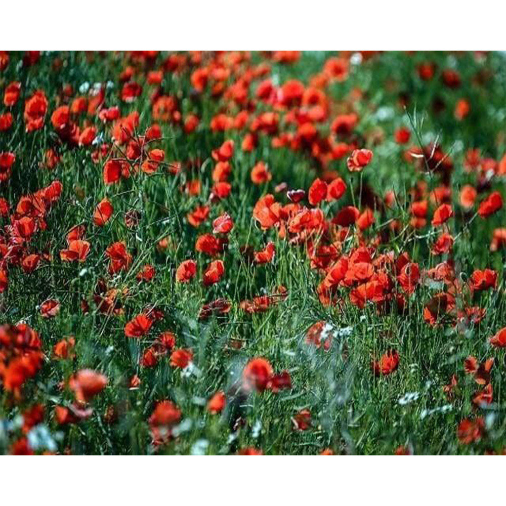 paint by numbers | Balsamine | advanced flowers | FiguredArt