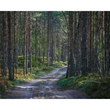 paint by numbers | Path in the Forest | advanced landscapes mountains | FiguredArt