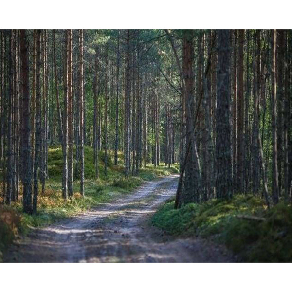 paint by numbers | Path in the Forest | advanced landscapes mountains | FiguredArt