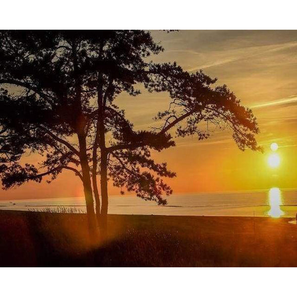 paint by numbers | Trees At Dusk | intermediate landscapes trees | FiguredArt