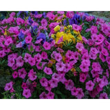 paint by numbers | Purple blooming Flowers | flowers intermediate | FiguredArt