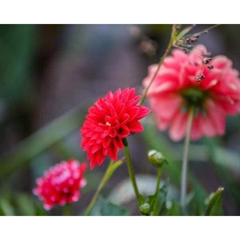 paint by numbers | Bright Red Flower | flowers intermediate | FiguredArt