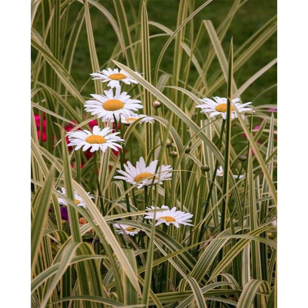 paint by numbers | Marguerites in the garden | advanced flowers | FiguredArt