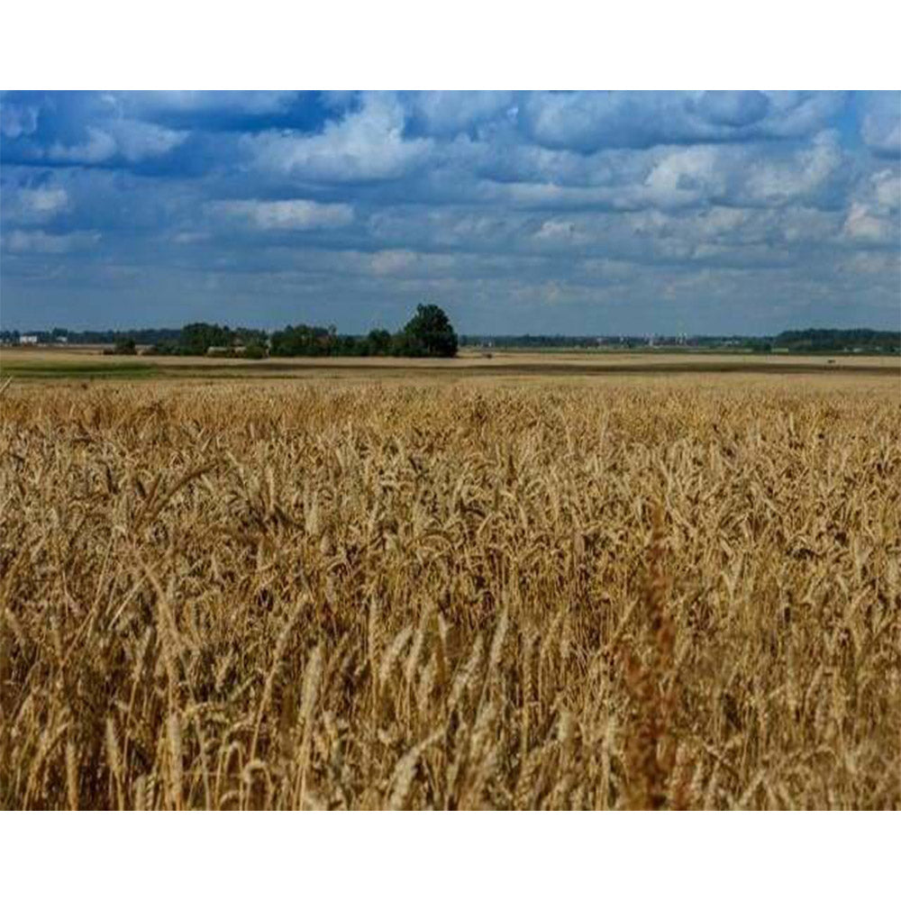 paint by numbers | Countryside field | advanced landscapes | FiguredArt