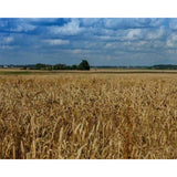 paint by numbers | Countryside field | advanced landscapes | FiguredArt