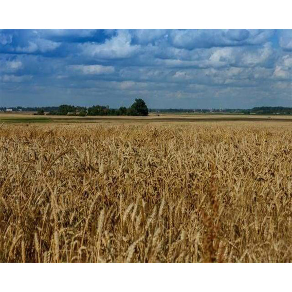 paint by numbers | Countryside field | advanced landscapes | FiguredArt