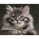 paint by numbers | Small Cat | advanced animals cats | FiguredArt
