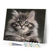paint by numbers | Small Cat | advanced animals cats | FiguredArt