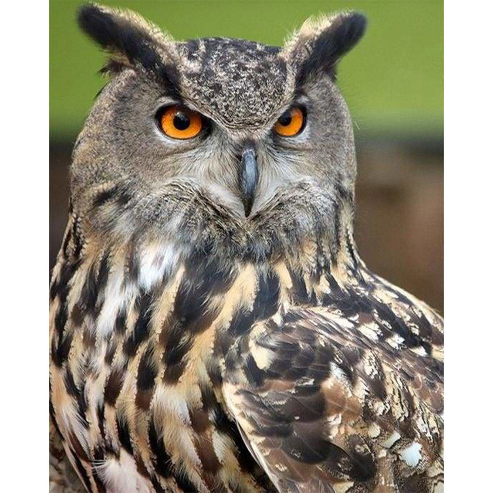 paint by numbers | Owl with Orange Eyes Portrait | advanced animals owls | FiguredArt