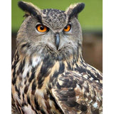 paint by numbers | Owl with Orange Eyes Portrait | advanced animals owls | FiguredArt