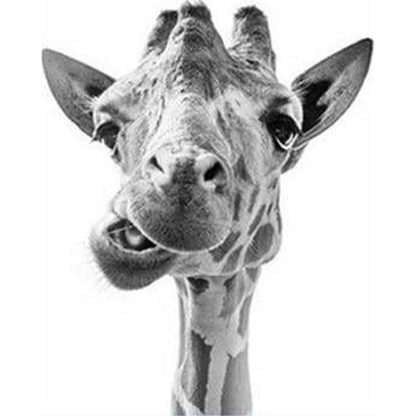 paint by numbers | Funny Giraffe | advanced animals giraffes | FiguredArt