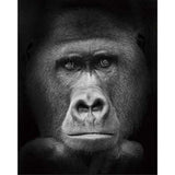 paint by numbers | Gorilla Black And White | advanced animals monkeys | FiguredArt