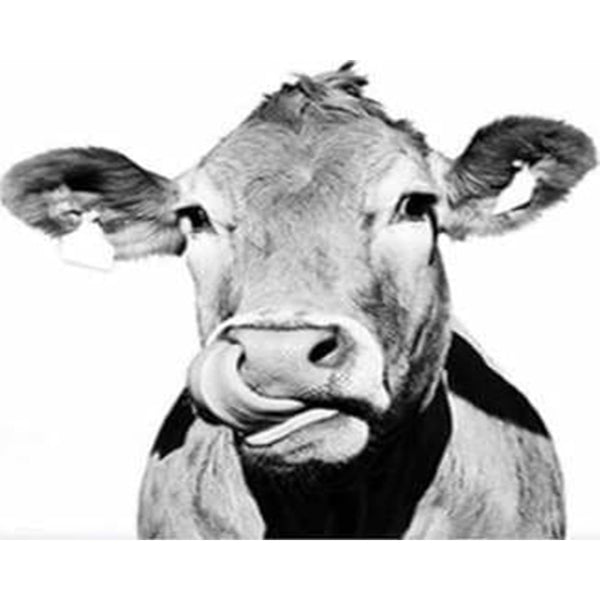 paint by numbers | Cow Black and White | advanced animals cows | FiguredArt