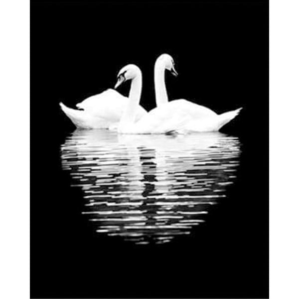paint by numbers | White Swans in the Night | animals birds intermediate swans | FiguredArt