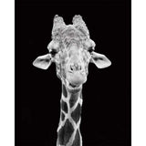 paint by numbers | Giraffe Black And White Portrait | advanced animals giraffes | FiguredArt