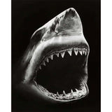 paint by numbers | Shark Black And White | advanced animals fish | FiguredArt
