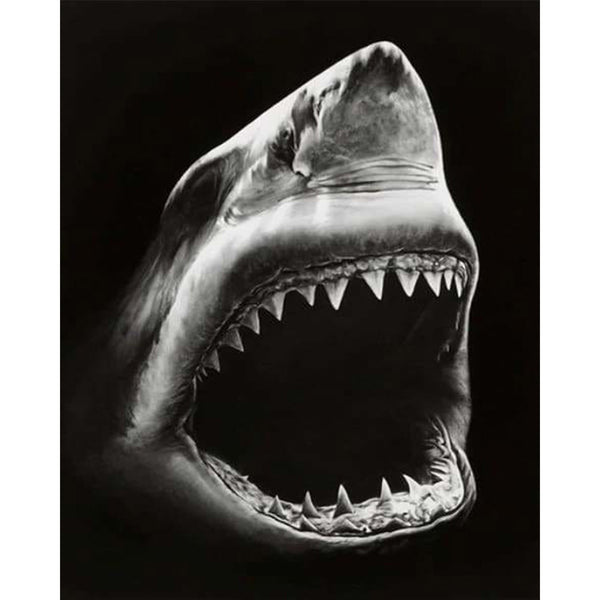 paint by numbers | Shark Black And White | advanced animals fish | FiguredArt
