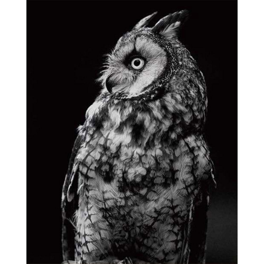 paint by numbers | White Owl and Black | advanced animals owls | FiguredArt