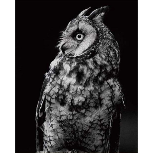 paint by numbers | White Owl and Black | advanced animals owls | FiguredArt
