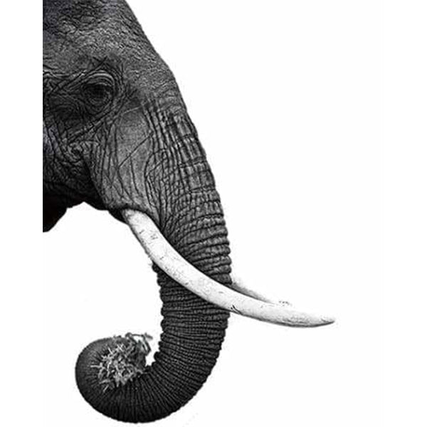 paint by numbers | Dark gray Elephant | advanced animals elephants | FiguredArt