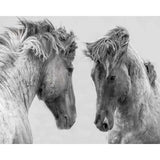 paint by numbers | Confrontation Two Horses | advanced animals horses | FiguredArt