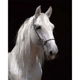 paint by numbers | White Horse and black background | advanced animals horses | FiguredArt