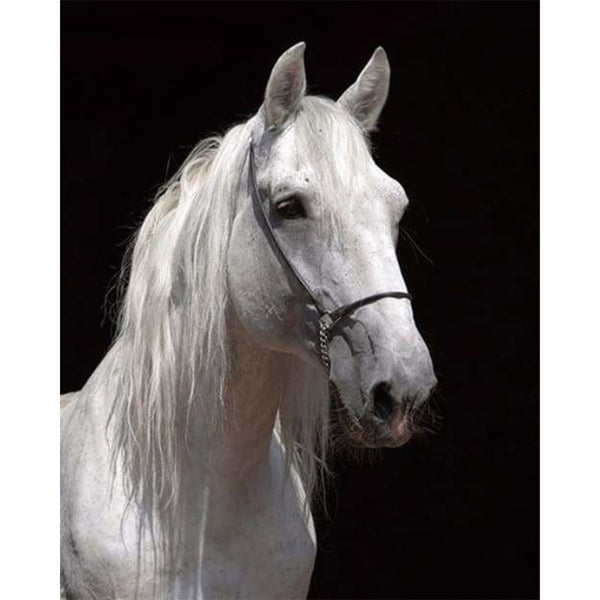 paint by numbers | White Horse and black background | advanced animals horses | FiguredArt