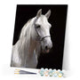 paint by numbers | White Horse and black background | advanced animals horses | FiguredArt