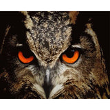 paint by numbers | Eagle Eyes | advanced animals birds eagles | FiguredArt
