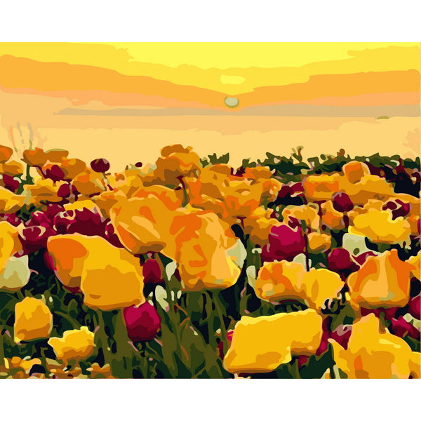 Tulip fields