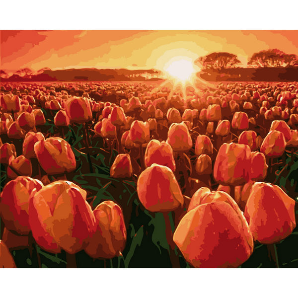 Tulips at sunrise