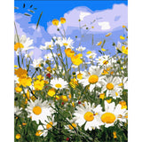 Paint by numbers | Daisy fields and blue sky | advanced flowers new arrivals landscapes | Figured'Art