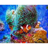 paint by numbers | Nemo Fish | advanced animals fish | FiguredArt