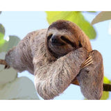 paint by numbers | Lazy | advanced animals | FiguredArt