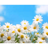 paint by numbers | Chamomile | easy flowers | FiguredArt